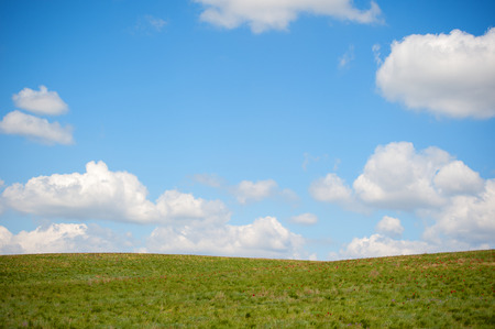 Meadow with blooming red tulipsの写真素材