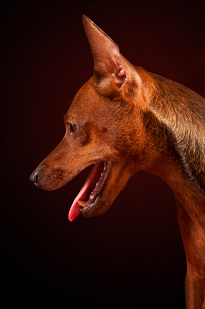 Portrait of the Zwergpinscher on the black backgroundの写真素材