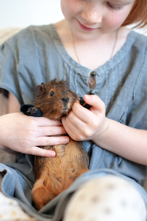 Girl playing with guinea pigの写真素材