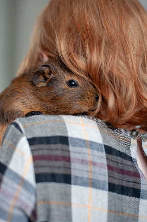 Red guinea pig on the girl's shoulderの写真素材