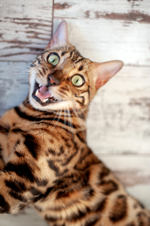 Bengali cat lies on the floor with open mouth