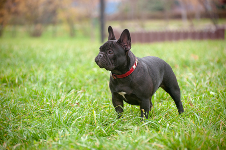Slender purebred French bulldog in the parkの写真素材