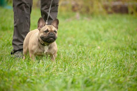 Slender purebred French bulldog on a leash from the ownerの写真素材