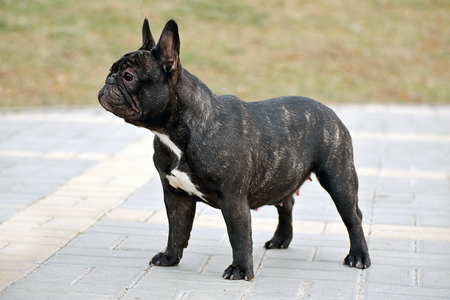 Slender purebred French bulldog in the parkの写真素材