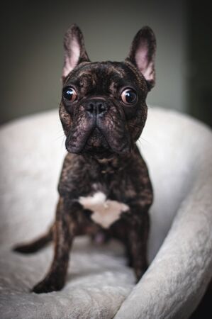 Funny black pug posing in a white chairの写真素材