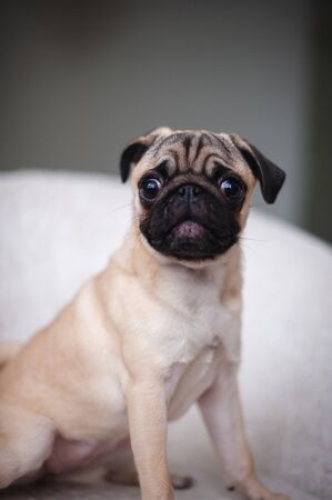 Beige pug posing in a white chairの写真素材