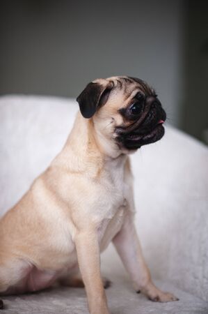 Beige pug posing in a white chairの写真素材