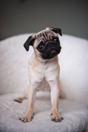 Beige pug posing in a white chairの写真素材