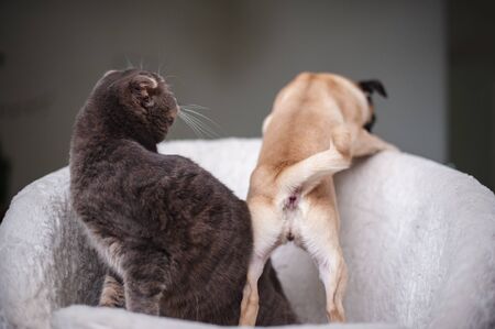 Beige pug and cat posing in a white chair
