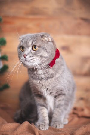 Funny british cat with orange eyes and a bow-tieの写真素材