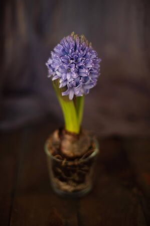 Lilac hyacinth with bulb on a blurred backgroundの写真素材