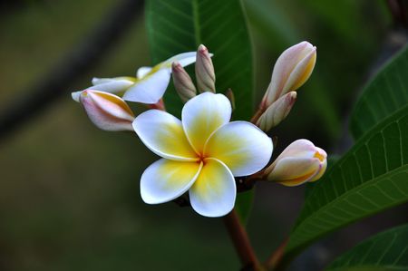 white bud flowerの写真素材