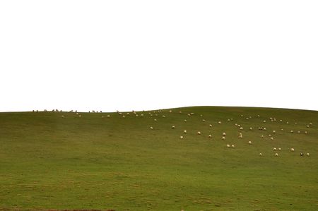 Plateau grassland sheepsの写真素材
