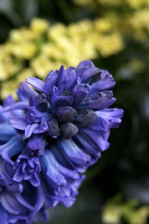 An intensly colored blue flower