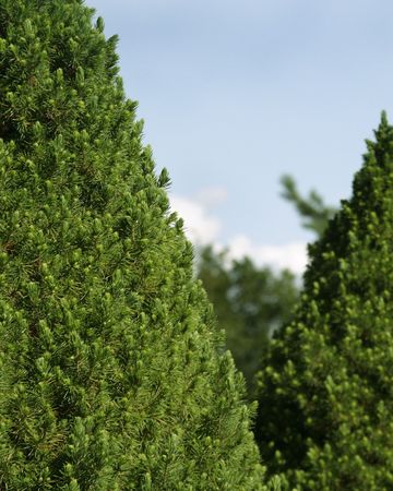 Green hedge of evergreen trees textureの写真素材