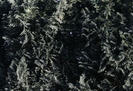 Evergreen Texture