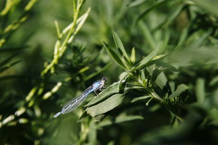 Dragon fly on a wild mustard plantの写真素材