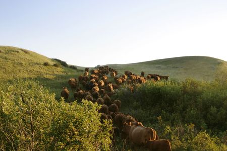 Cowboys on a cattle round up.の写真素材