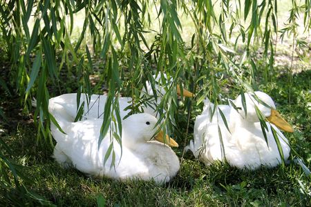 Three White Ducksの写真素材