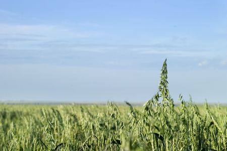 Prairie landscape of an oat field.の写真素材