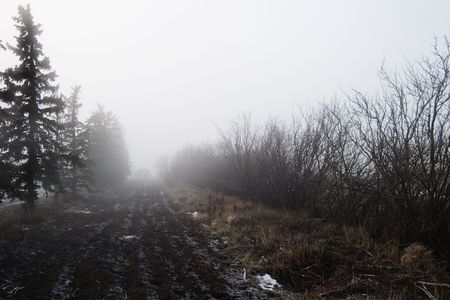 Row of trees in the fog.の写真素材