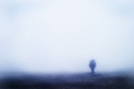 Cow in the fogの写真素材