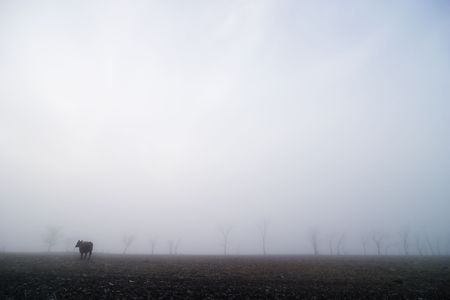 Cow in Fogの写真素材