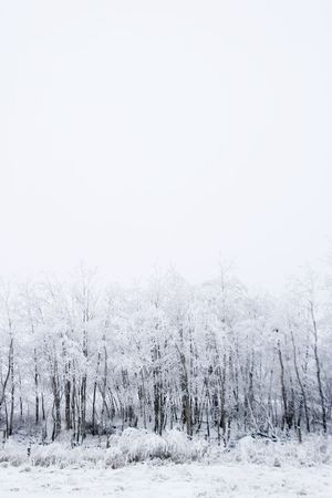 Group of trees on a prairie landscape engulfed in fog.の写真素材