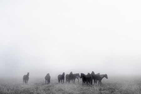 Horses on a foggy day in winter, on the prairie.の写真素材