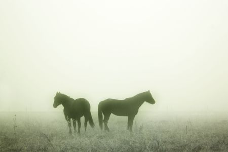 Horses in the mistの写真素材