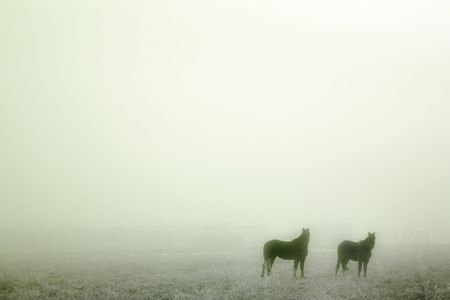 Horses in the mistの写真素材