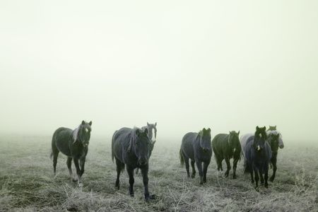 Horses on the prairie in winter.の写真素材