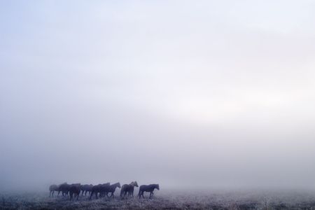 Horses on a foggy day in winter, on the prairie.の写真素材