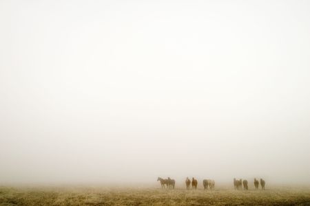 Horses on a foggy day on the saskatchewan prairie.の写真素材
