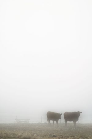 Cows in the prairie winter fog.の写真素材