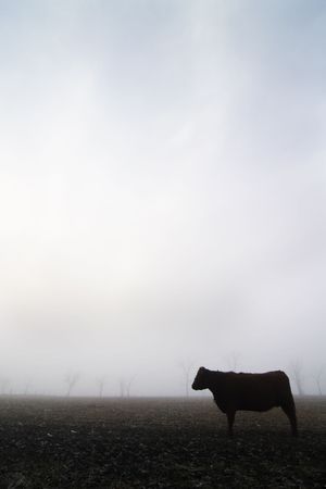 Cow on the prairie on a foggy winter dayの写真素材