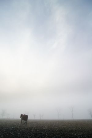 Cow on the prairie on a foggy winter dayの写真素材