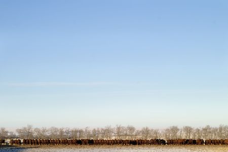 A long row of cattle eating at a feedlot.の写真素材