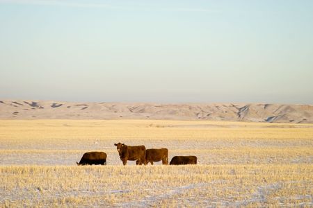 Cattle laying out in the field on a saskatchewan prairie landscape.の写真素材