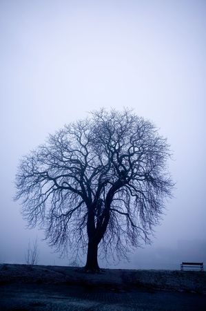 A lone tree on a path in the thick fog of winter.  The image is given a blue cast.の写真素材
