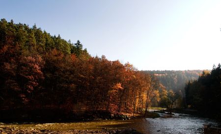A  autumn forest with golden and red leaves