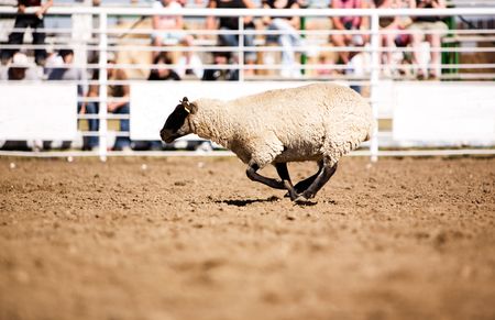 A sheep running at a local rodeoの写真素材