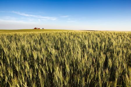 A landscape with wheat and a farm on the horizonの写真素材