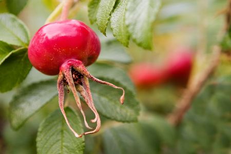 A macro detail image of a rose hip isolated against a bokeh backgroundの写真素材