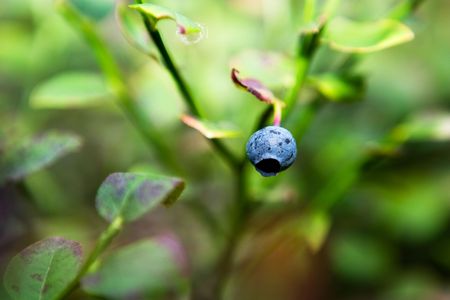 A closeup of a blueberry isolated against a bokeh background of leavesの写真素材