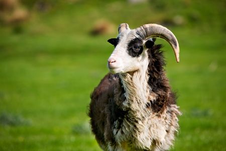 A mountain sheep ram with hornsの写真素材