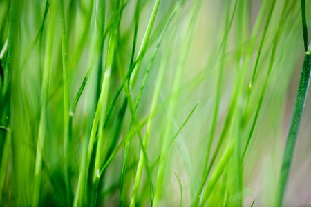 An abstract grass background with light motion blur on some of the bladesの写真素材