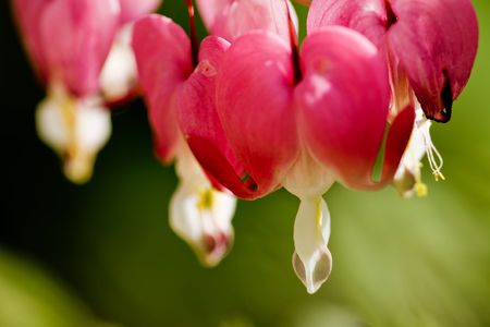 Bleeding  Macro - latin: dicentra formosaの写真素材
