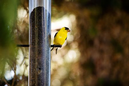 A yellow male gold finch at a bird feaderの写真素材