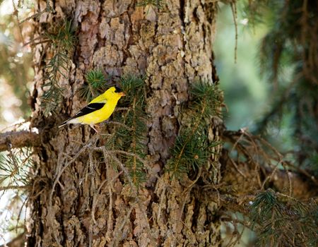 A gold finch sitting in a tree in the forestの写真素材